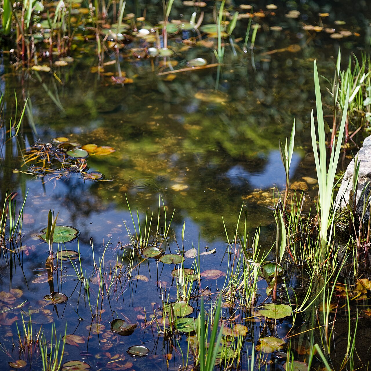 Lily pond and water plants, illustrative reference